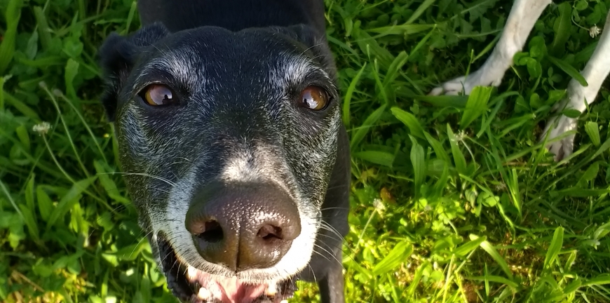 Gedanken zur Hundehaltung