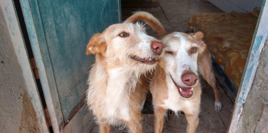 Willkommen im Leben – zwei Tierschutzhunde und ihre Integration in ein neues Zuhause